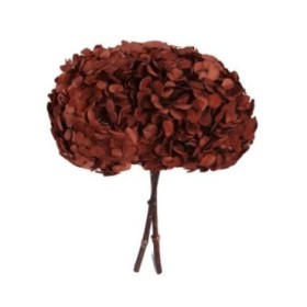 HORTENSIA PRESERVADA CAFE D16-20CM UNI