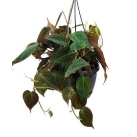 PHILODENDRON SCANDENS COLGAR M15 MICANS
