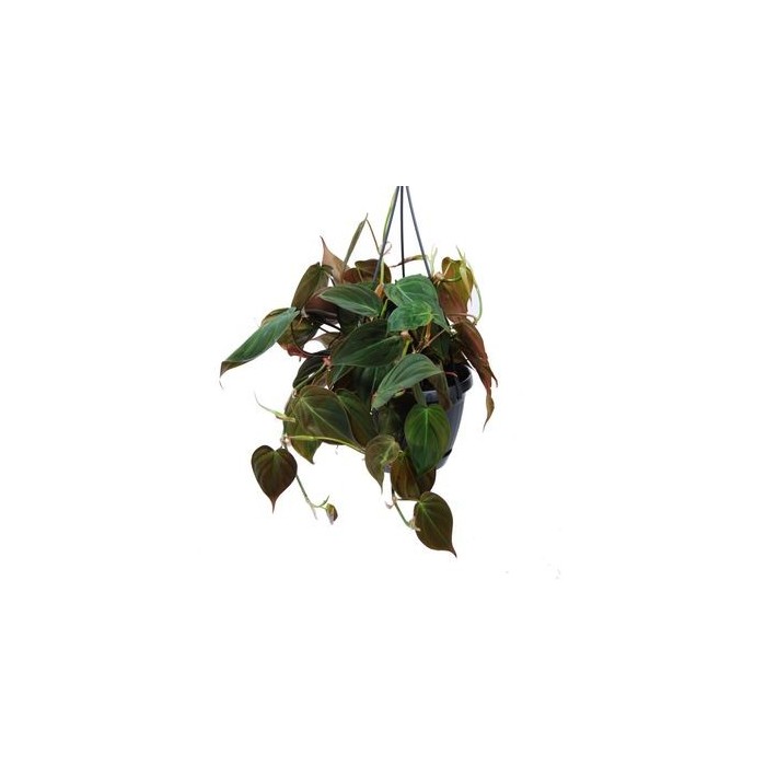 PHILODENDRON SCANDENS PENJAR M15 MICANS