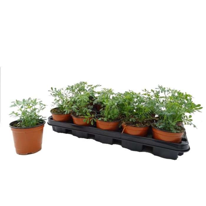 RUTA GRAVEOLENS M11 - RUDA