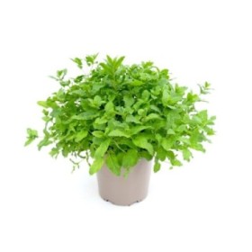 MENTHA SPICATA 5L