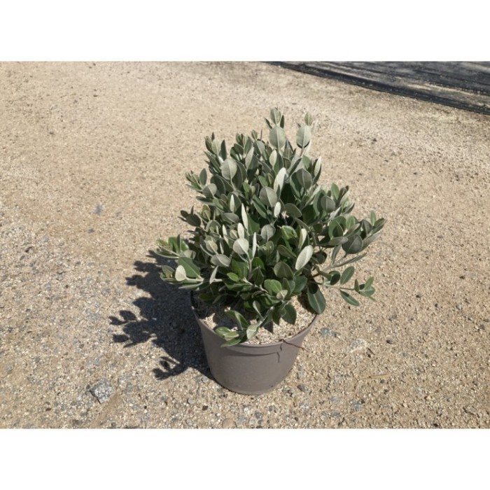 METROSIDEROS EXCELSA 3L