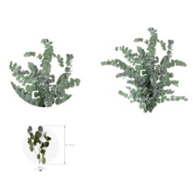 F.SECA, EUCALIPTO CINERERA PRESERVADO VERDE 50/80