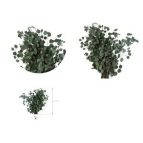 F.SECA, EUCALIPTO POPULUS PRESERVADO VERDE 40/80