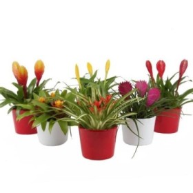 BROMELIA  MIX M12 TRIO EN CERAMICA