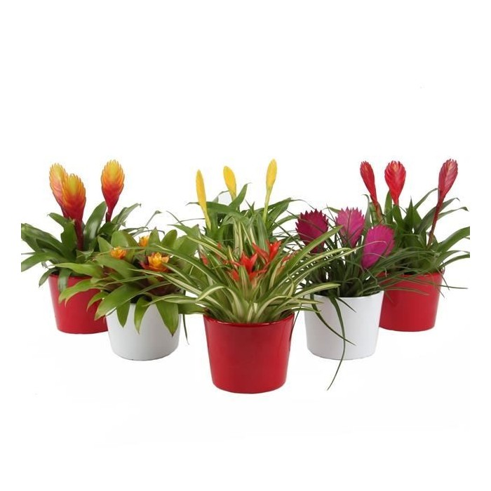 BROMELIA  MIX M12 TRIO EN CERAMICA