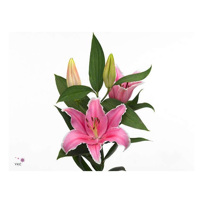 FLOR, LILIUM ORIENTAL HO. TABLEDANCE 95cm. x10