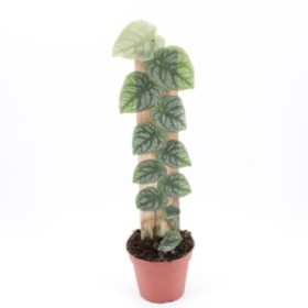 MONSTERA DUBIA M14 H50