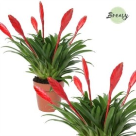 VRIESEA  MULTIFLOWER M12 Conchita