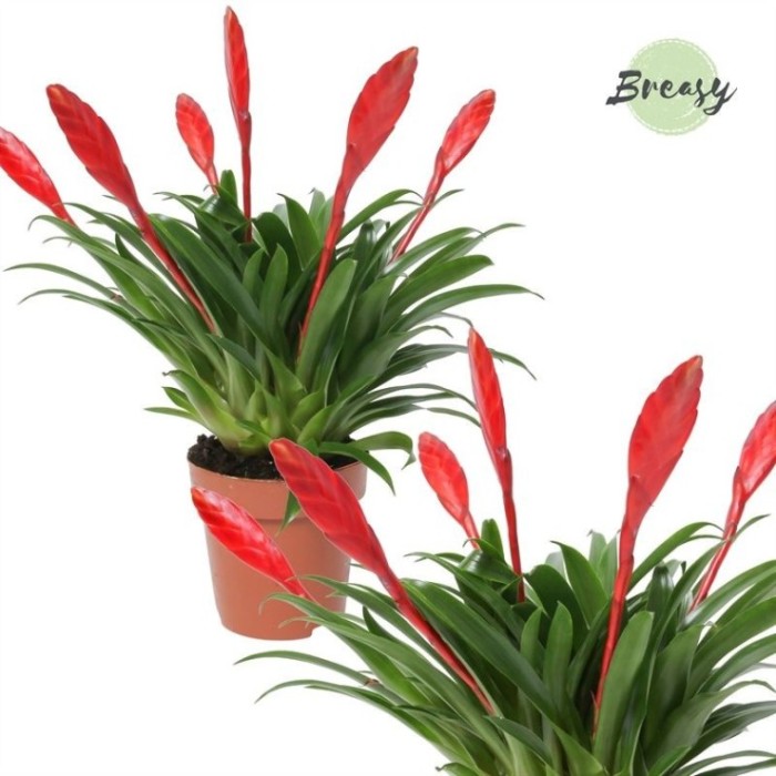 VRIESEA  MULTIFLOWER M12 Conchita