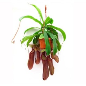 PLANTES CARNIVORES NEPENTHES PENJAR M14