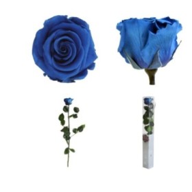 ROSA PRESERVADA AZUL CAJA REGALO 55CM