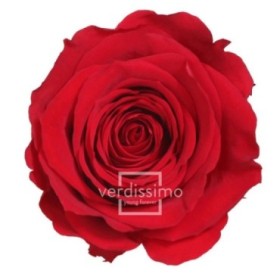 ROSA PRESERVADA VERMELLA TIJA 50cm. (UNITAT)