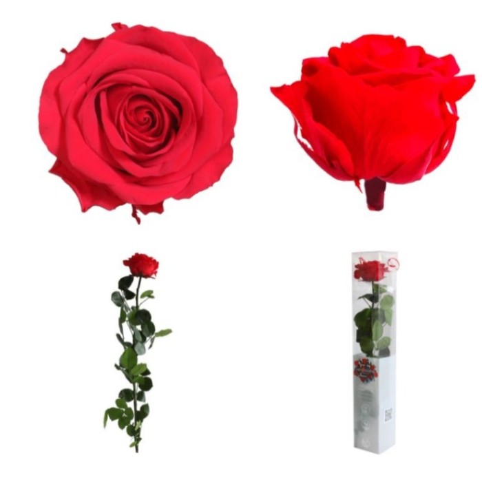 ROSA PRESERVADA VERMELLA PREMIUM CAIXA REGAL 55CM