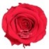 ROSA PRESERVADA VERMELLA PREMIUM CAIXA REGAL 55CM