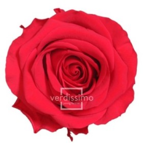 ROSA PRESERVADA VERMELLA PREMIUM CAIXA REGAL 55CM