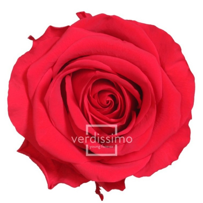 ROSA PRESERVADA VERMELLA PREMIUM CAIXA REGAL 55CM