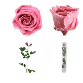 ROSA PRESERVADA CHERRY VINTAGE CAIXA REGAL 55CM