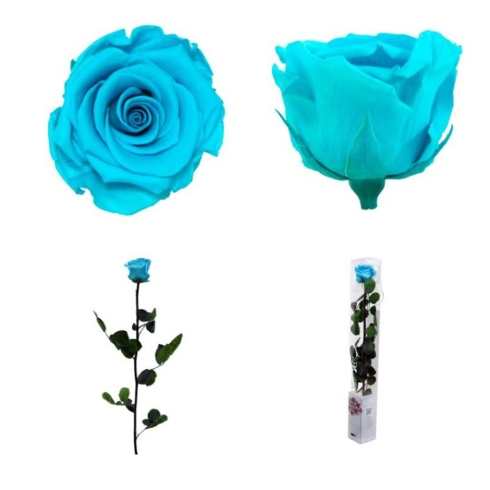 ROSA PRESERVADA TURQUESA CAIXA REGAL 55CM
