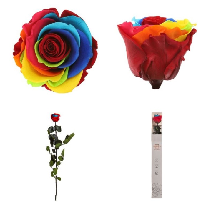 ROSA PRESERVADA RAINBOW CAIXA REGAL 55CM