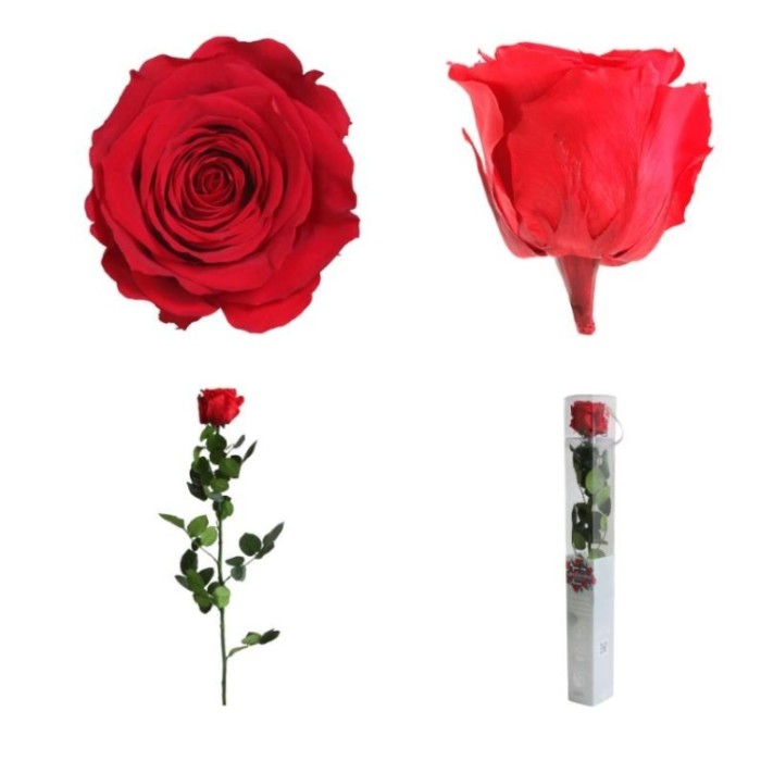 ROSA PRESERVADA VERMELLA CAIXA REGAL 55CM