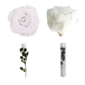 ROSA PRESERVADA BLANCA CAJA REGALO 55CM