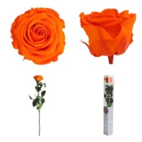 ROSA PRESERVADA TARONJA CAIXA REGAL 55CM