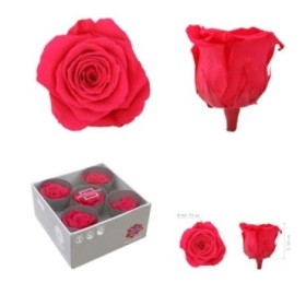 ROSA PRESERVADA SENSE TIJA ROSA FOSC CAIXA 5UNI