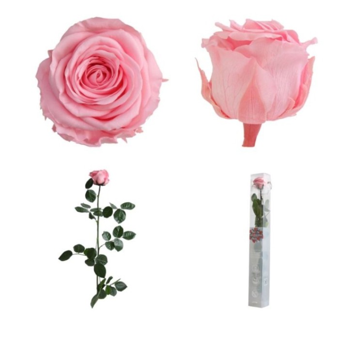 ROSA PRESERVADA ROSA PASTEL CAIXA REGAL 55CM