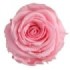ROSA PRESERVADA ROSA PASTEL CAIXA REGAL 55CM