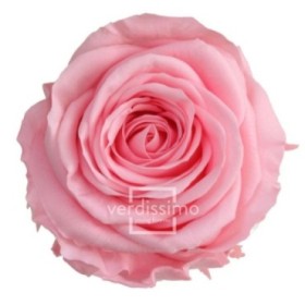 ROSA PRESERVADA ROSA PASTEL CAIXA REGAL 55CM