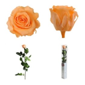 ROSA PRESERVADA PRESSEC CAIXA REGAL 55CM