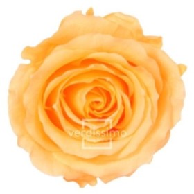 ROSA PRESERVADA PRESSEC CAIXA REGAL 55CM