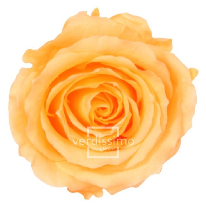 ROSA PRESERVADA PRESSEC CAIXA REGAL 55CM