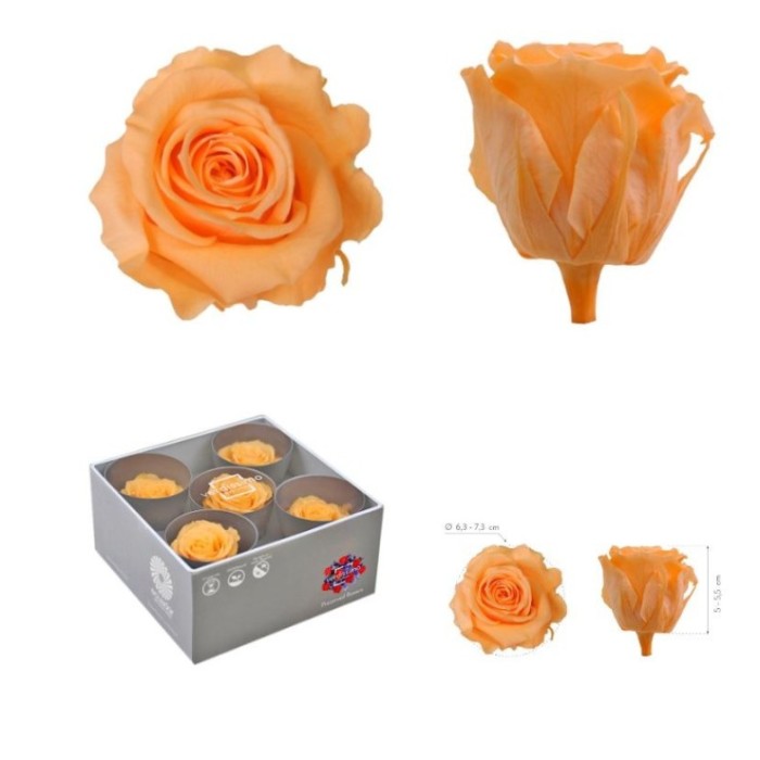 ROSA PRESERVADA SENSE TIJA PRESSEC CX 5UNI