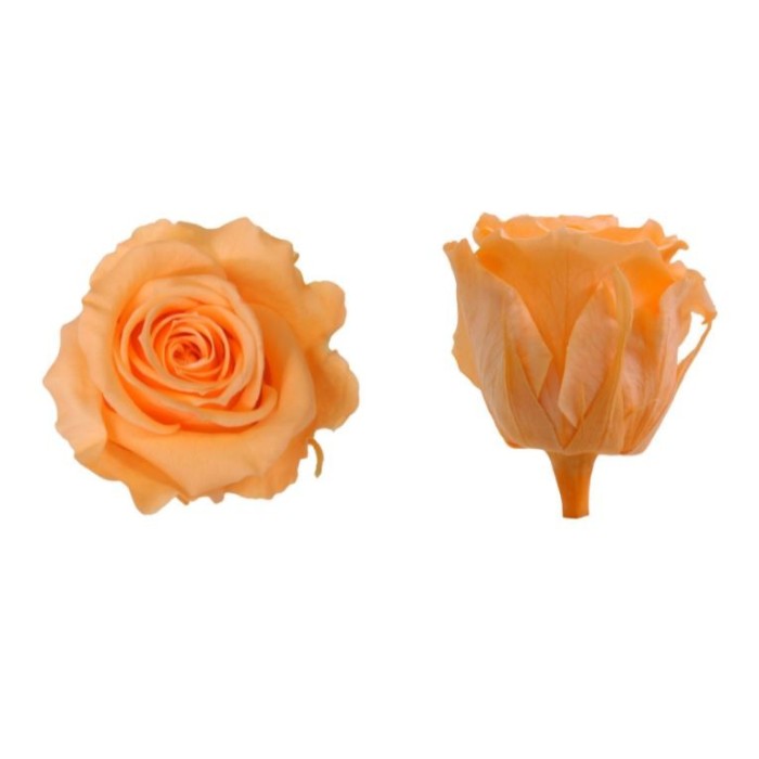 ROSA PRESERVADA SENSE TIJA PRESSEC CX 5UNI