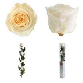 ROSA PRESERVADA CHAMPAGNE CAIXA REGAL 55CM