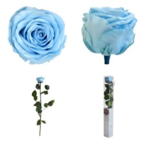 ROSA PRESERVADA AZUL CELESTE CAJA REGALO 55CM