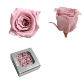 ROSA PRES MINI SENSE TIJA CHERRY VINTAGE CX 16UN