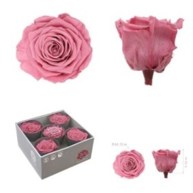 ROSA PRESERVADA SENSE TIJA CHERRY VINATGE CX 5UNI