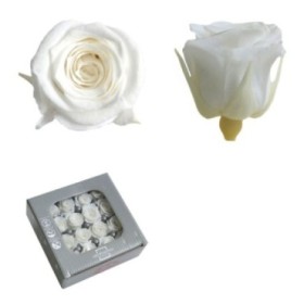 ROSA PRES MINI SENSE TIJA BLANC CAIXA 16UNI