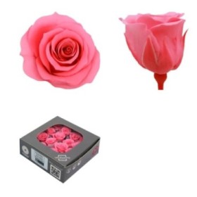 ROSA PRES MINI SENSE TIJA ROSA PASTEL CAIXA 16UNI