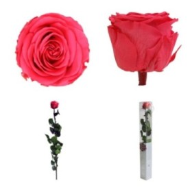 ROSA PRESERVADA ROSA FORT CAIXA REGAL 55CM