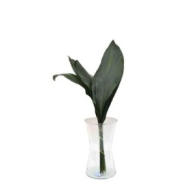VERDS, ASPIDISTRA 60cm paq.x10