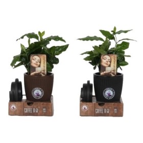 COFFEA ARABICA VASO CON TAPA M9