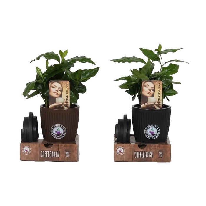 COFFEA ARABICA VASO CON TAPA M9