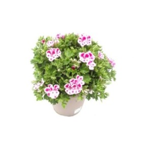 PELARGONIUM GRAZIOSA 10L