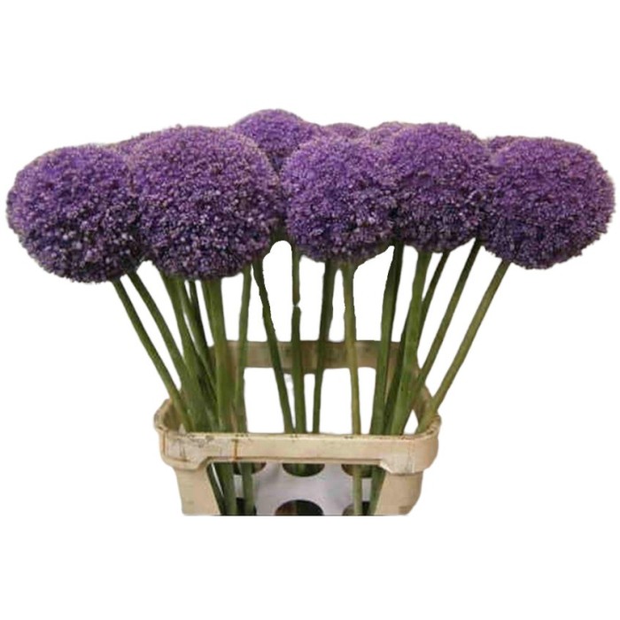 FLOR, ALLIUM GLADIATOR  80cm. x 5 tiges