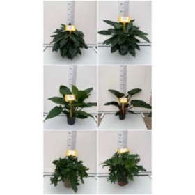 PHILODENDRON  M20 MIX
