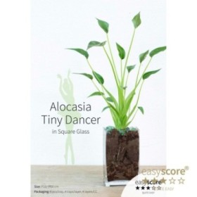 ALOCASIA  M11 TINY DANCER